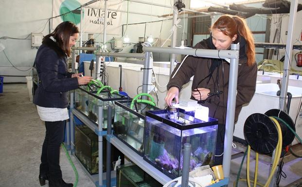 iMare Natural, ideas innovadoras incubadas en el CADE de Motril