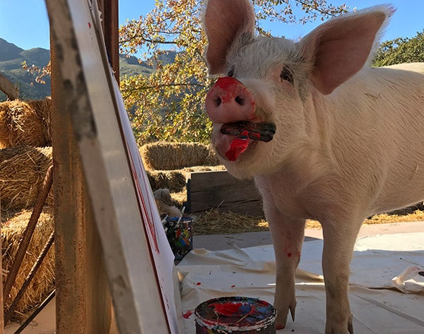 El animal rescatado de una granja industrial acude inaugura su exposición 'Oink!' y cuenta con su propia galería de arte