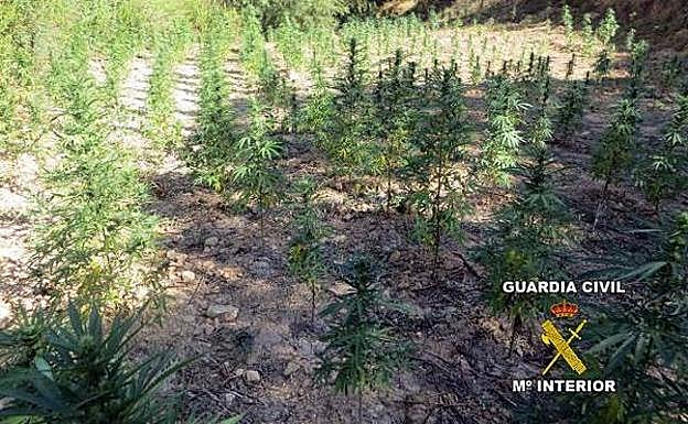Parte de las plantas de marihuana incautadas en la operación. 