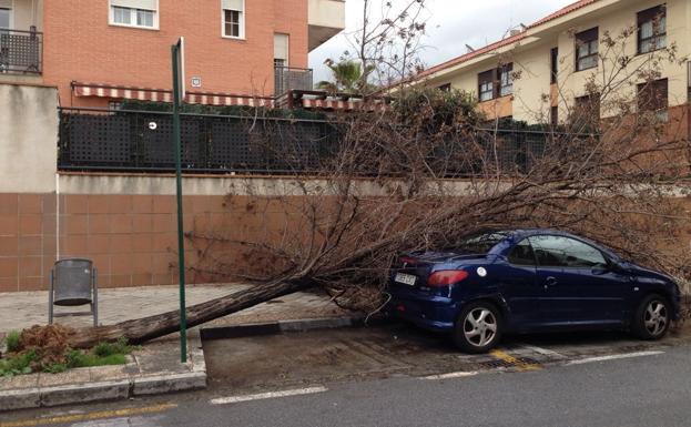 Granada registra un centenar de incidencias causadas por el viento