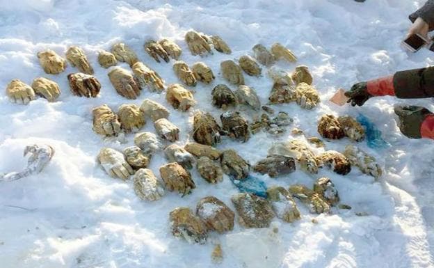 "Es nauseabundo": el misterio de las 54 manos humanas enterradas en la nieve