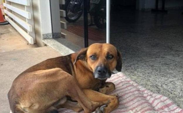 La desgarradora historia del perro que lleva 4 meses esperando en la puerta del hospital a su dueño muerto