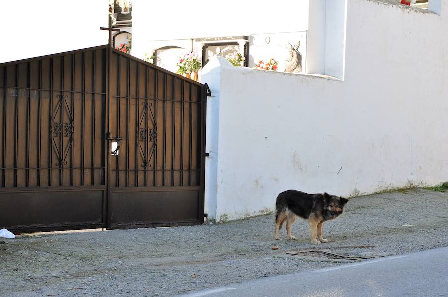 Varios profesores, alumnos y el alcalde del municipio de Albuñuelas se encargan de que no le falte ni comida ni agua a esta can que desean sea adoptada por alguien lo más pronto posible