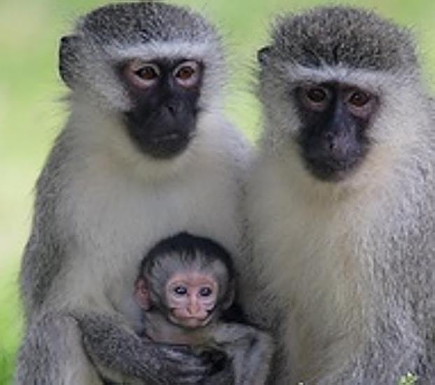 Ayudan a un mono enfermo a reencontrarse con su familia