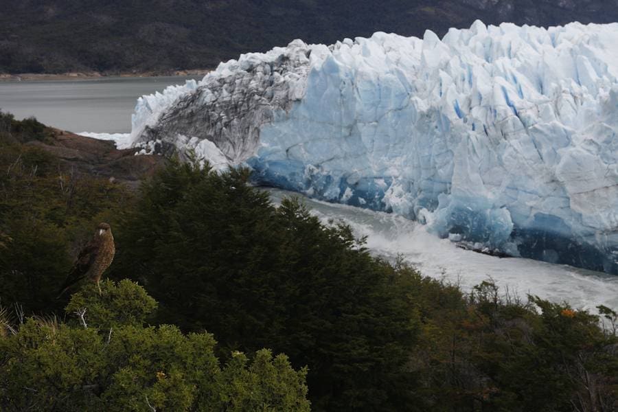 El popular glaciar Perito Moreno, ubicado en el Parque Nacional Los Glaciares, al sur de Argentina, comenzó a desprenderse la mañana de este sábado, informó la Administración General de Parques Nacionales del país sudamericano
