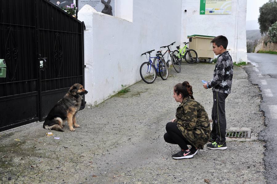 Al parecer su dueño sufrió un infarto mientras paseaban por esa zona y ella se quedó ahí