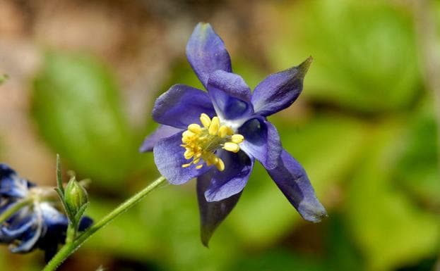 Aquilegia pyrenaica cazorlensis 