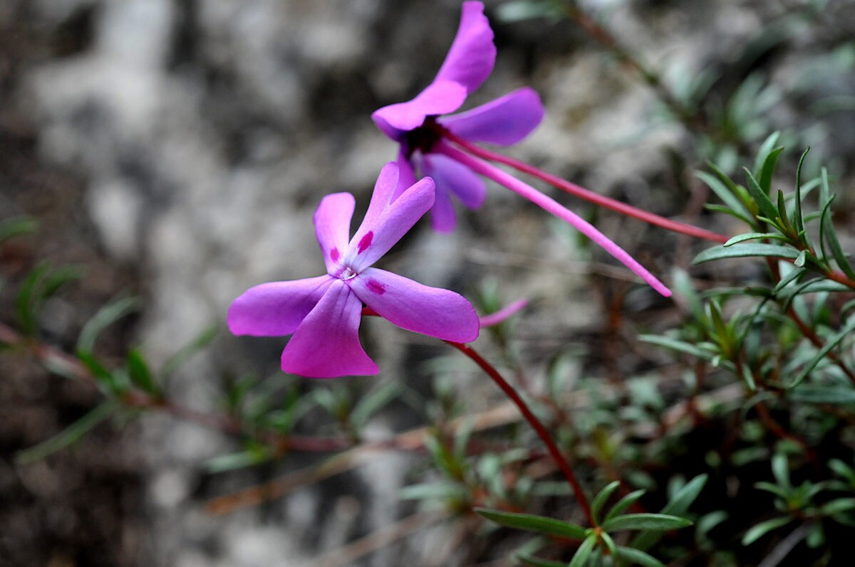 Violeta endémica del sureste ibérico J. E. GÓMEZ