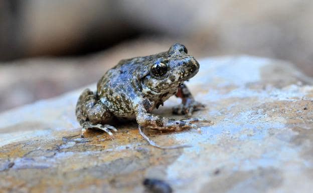 Alytes dickhillenii, el sapo partero bético, tiene las pupilas verticales J. E. GÓMEZ