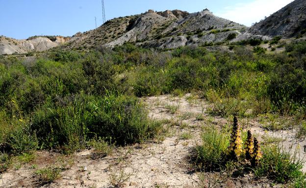 Un singular Cistanche phelypaea subsp lutea, un jopo de zorro, crece entre las arenas