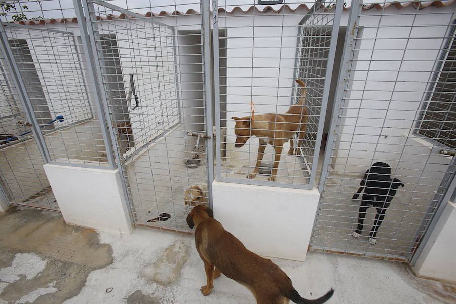 Los veterinarios achacan el auge a una "evolución hacia la adquisición emocional"