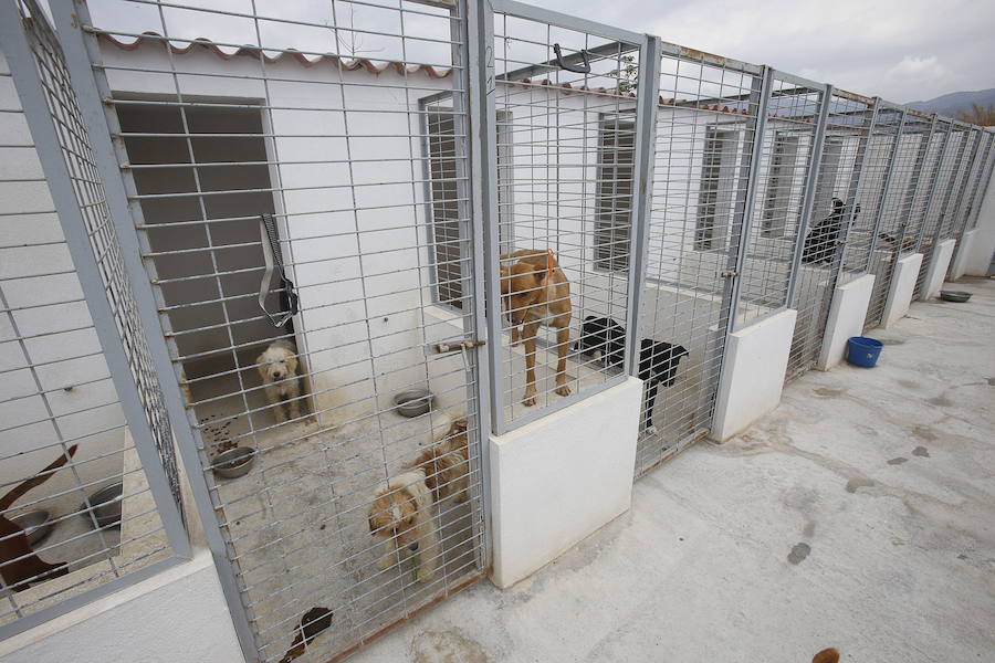 Los veterinarios achacan el auge a una "evolución hacia la adquisición emocional"