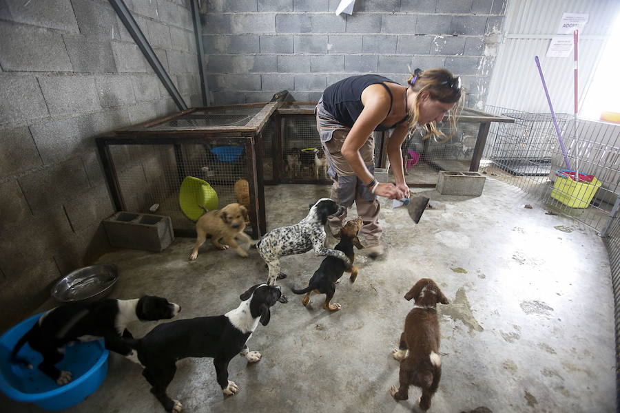 Los veterinarios achacan el auge a una "evolución hacia la adquisición emocional"