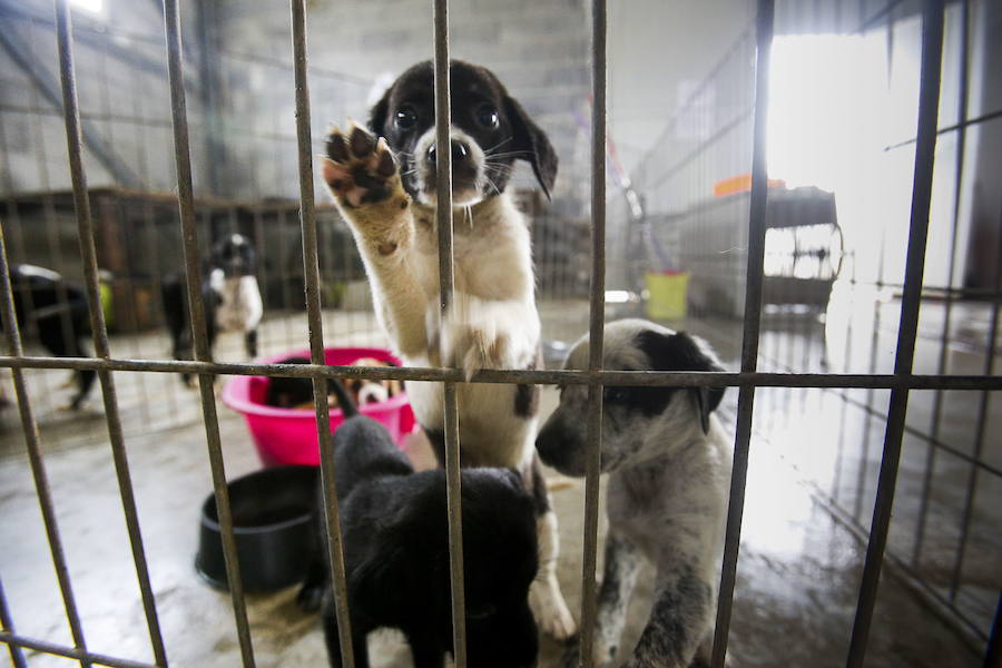 Los veterinarios achacan el auge a una "evolución hacia la adquisición emocional"