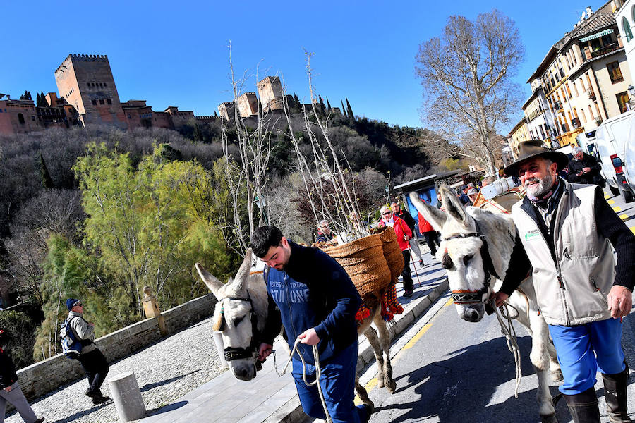 Los granadinos celebran el Día del Árbol con un paseo en recuerdo de los arrieros y reivindican el valor del viejo camino bajo la Alhambra