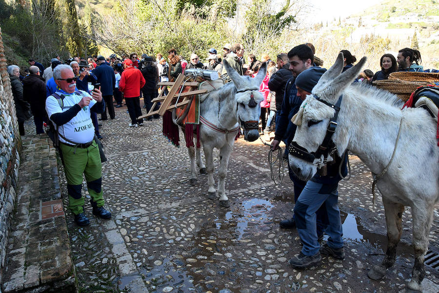 Los granadinos celebran el Día del Árbol con un paseo en recuerdo de los arrieros y reivindican el valor del viejo camino bajo la Alhambra