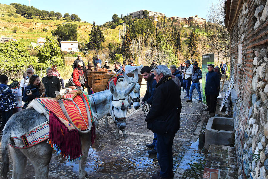 Los granadinos celebran el Día del Árbol con un paseo en recuerdo de los arrieros y reivindican el valor del viejo camino bajo la Alhambra