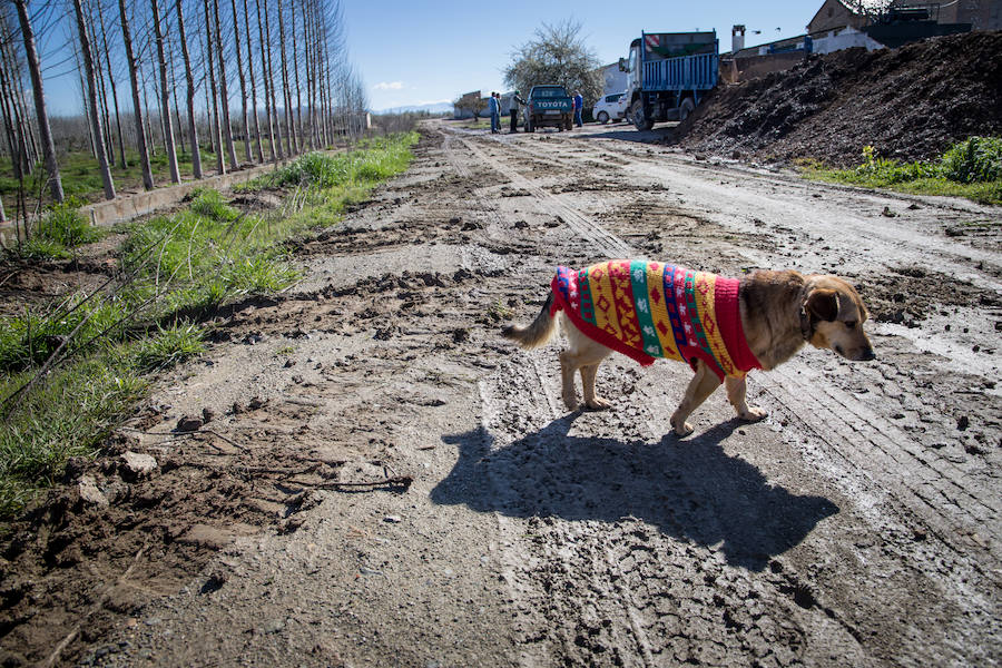 Hectáreas de Vega convertidas en un lodazal, 15 caminos casi intransitables, pérdidas millonarias... Es el rastro del temporal que persiste en Granada. 
