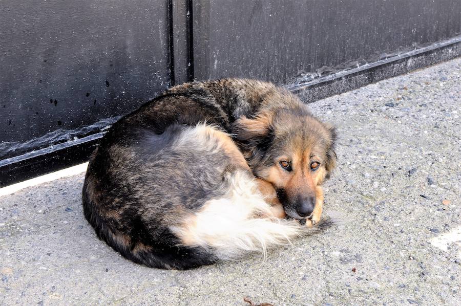 Lleva casi un mes con su nueva familia, es juguetona y está muy feliz