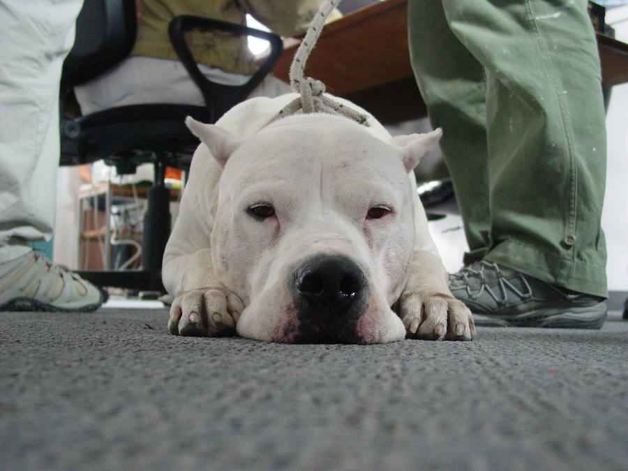 Dogo Argentino.