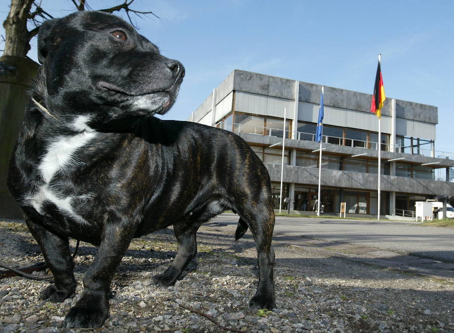 Staffordshire Bull Terrier.