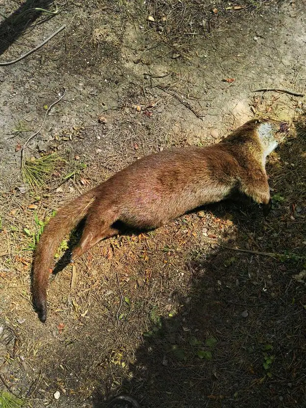 Nutria atropellada la madrugada del martes en la antigua carretera de Madrid, la N-323, a su paso por la presa del embalse.