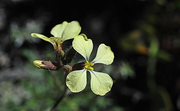 Pequeñas flores amarillas de Euzomodendron bourgaeanum