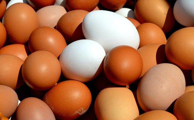 Estudian la cáscara de los huevos para hacerlos más resistentes y saludables
