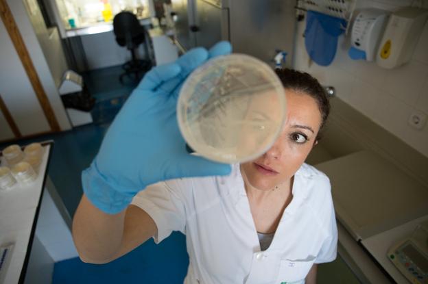 Inmaculada Villén, analista del departamento de Microbiología, comprueba las colonias compatibles con salmonella.