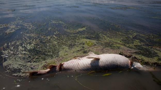 El cadáver de un pez flota rodeado de algas en el golfo de México. :: r. c.