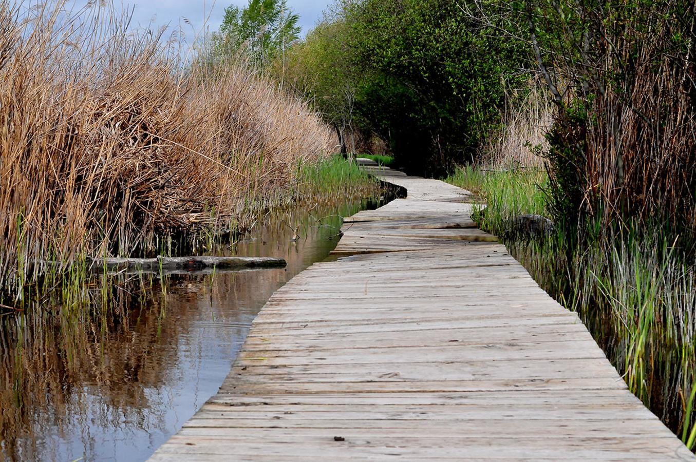 Las lluvias cambian la imagen de las lagunas de Padul al incrementar su nivel de agua a cotas que no se veían desde hace décadas. El Parque de Sierra Nevada, Ayuntamiento y Medio Ambiente, activan un plan para mejorar las infraestructuras y evitar futuros vertidos