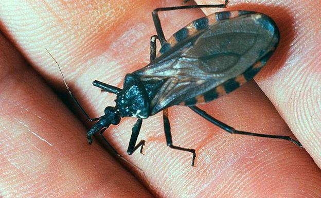 España, el país no endémico con más casos de chagas de Europa