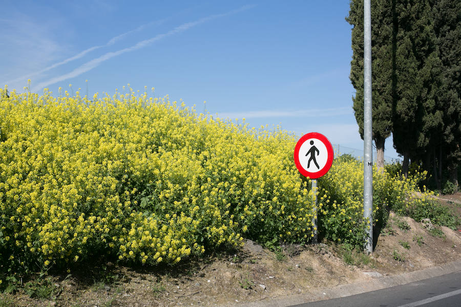 La lluvia ha hecho florecer a estas bellas plantas que inundan los campos abandonados, las cunetas y grandes zonas de la Vega de Granada 