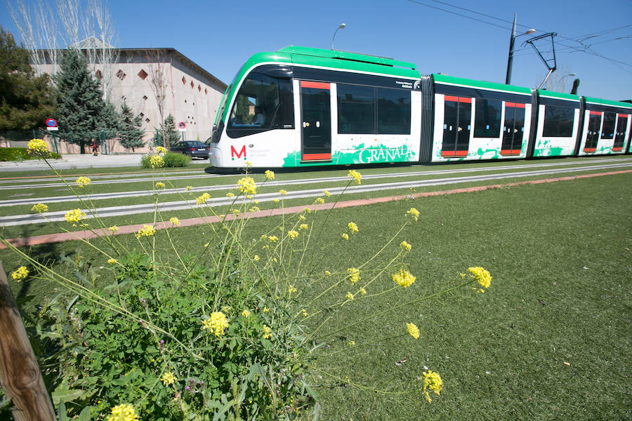 La lluvia ha hecho florecer a estas bellas plantas que inundan los campos abandonados, las cunetas y grandes zonas de la Vega de Granada 
