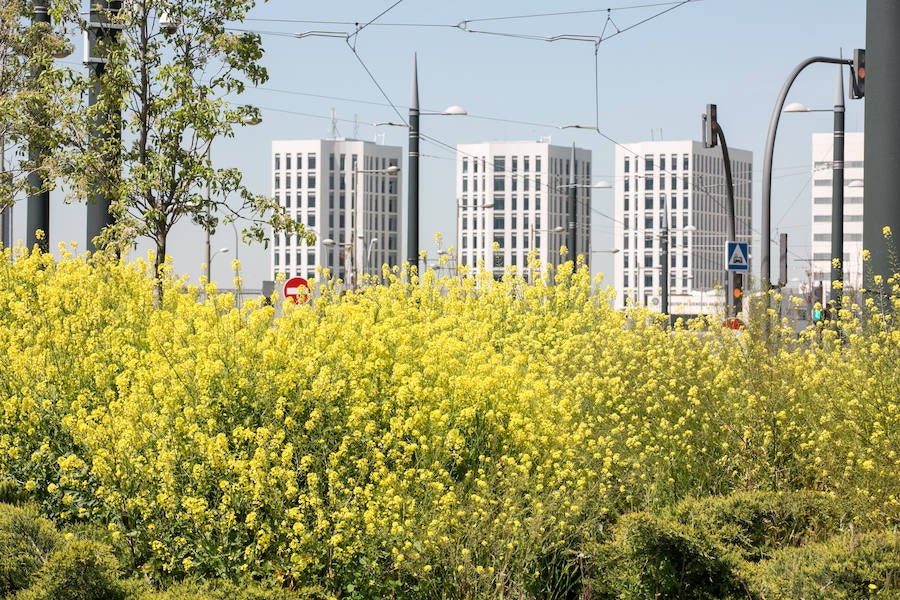 La lluvia ha hecho florecer a estas bellas plantas que inundan los campos abandonados, las cunetas y grandes zonas de la Vega de Granada 