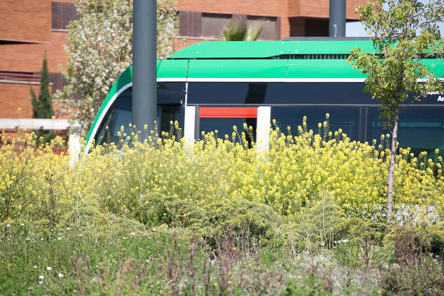 La lluvia ha hecho florecer a estas bellas plantas que inundan los campos abandonados, las cunetas y grandes zonas de la Vega de Granada 