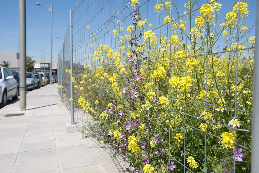 La lluvia ha hecho florecer a estas bellas plantas que inundan los campos abandonados, las cunetas y grandes zonas de la Vega de Granada 