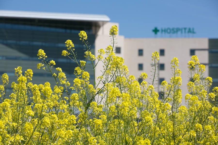 La lluvia ha hecho florecer a estas bellas plantas que inundan los campos abandonados, las cunetas y grandes zonas de la Vega de Granada 