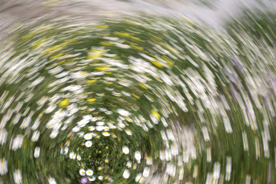 La lluvia ha hecho florecer a estas bellas plantas que inundan los campos abandonados, las cunetas y grandes zonas de la Vega de Granada 
