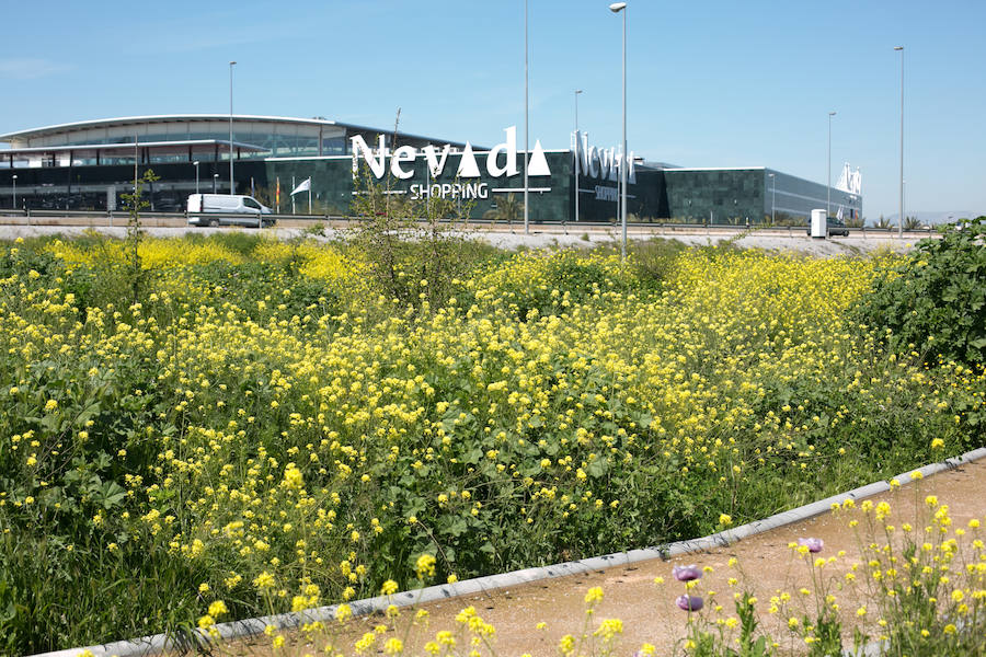 La lluvia ha hecho florecer a estas bellas plantas que inundan los campos abandonados, las cunetas y grandes zonas de la Vega de Granada 