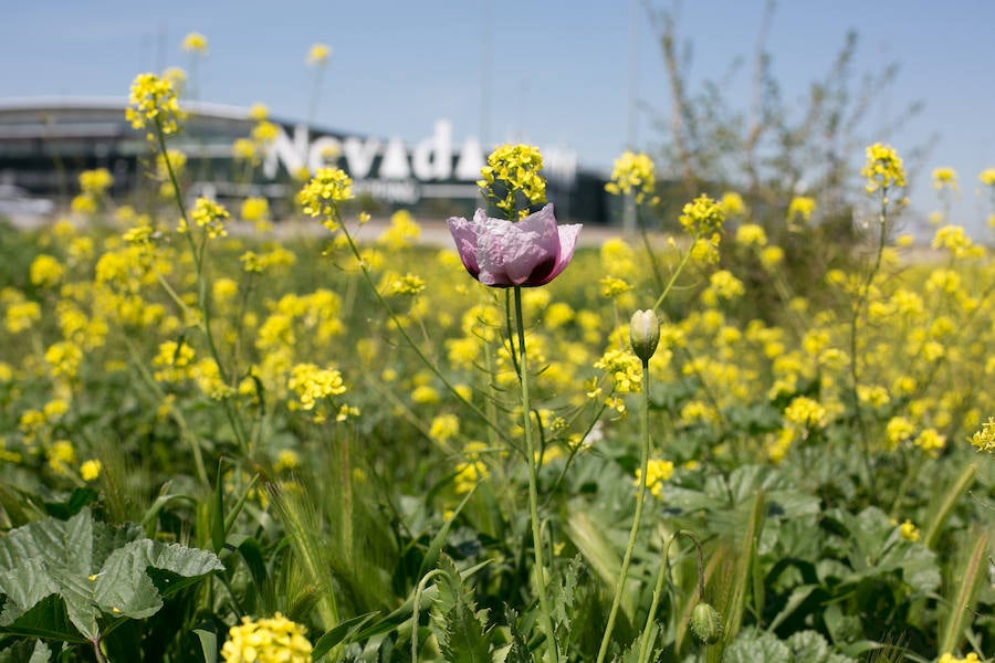 La lluvia ha hecho florecer a estas bellas plantas que inundan los campos abandonados, las cunetas y grandes zonas de la Vega de Granada 