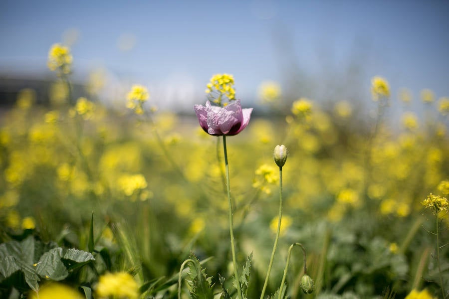 La lluvia ha hecho florecer a estas bellas plantas que inundan los campos abandonados, las cunetas y grandes zonas de la Vega de Granada 