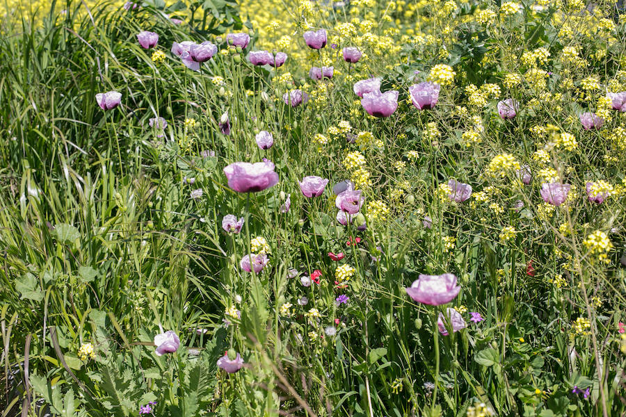 La lluvia ha hecho florecer a estas bellas plantas que inundan los campos abandonados, las cunetas y grandes zonas de la Vega de Granada 