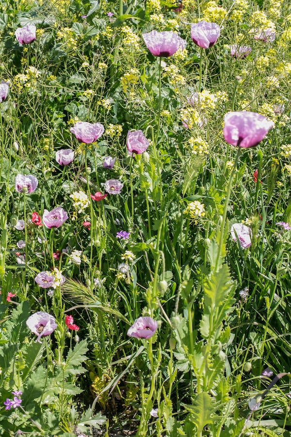 La lluvia ha hecho florecer a estas bellas plantas que inundan los campos abandonados, las cunetas y grandes zonas de la Vega de Granada 