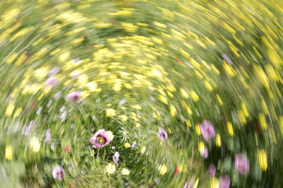 La lluvia ha hecho florecer a estas bellas plantas que inundan los campos abandonados, las cunetas y grandes zonas de la Vega de Granada 