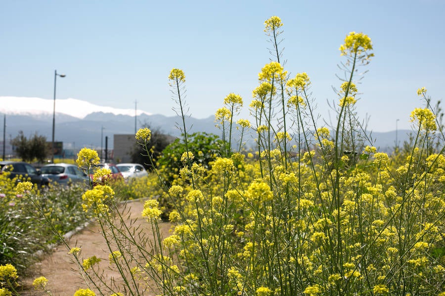 La lluvia ha hecho florecer a estas bellas plantas que inundan los campos abandonados, las cunetas y grandes zonas de la Vega de Granada 