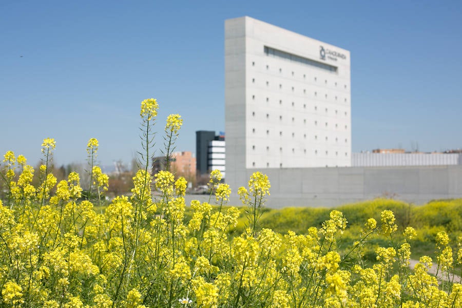 La lluvia ha hecho florecer a estas bellas plantas que inundan los campos abandonados, las cunetas y grandes zonas de la Vega de Granada 