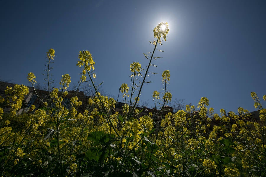 La lluvia ha hecho florecer a estas bellas plantas que inundan los campos abandonados, las cunetas y grandes zonas de la Vega de Granada 