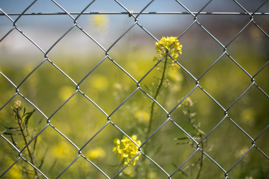 La lluvia ha hecho florecer a estas bellas plantas que inundan los campos abandonados, las cunetas y grandes zonas de la Vega de Granada 