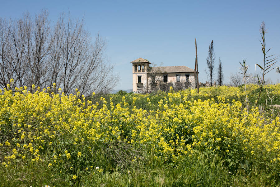 La lluvia ha hecho florecer a estas bellas plantas que inundan los campos abandonados, las cunetas y grandes zonas de la Vega de Granada 